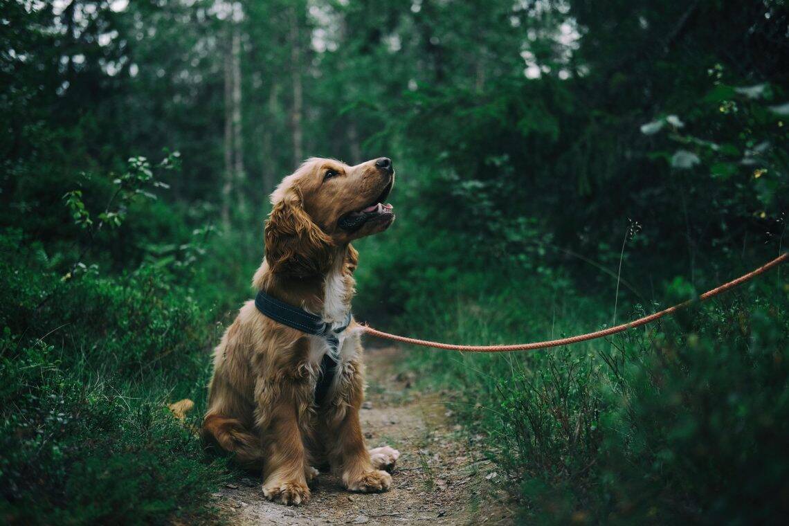 Dog Anxiety Symptoms
