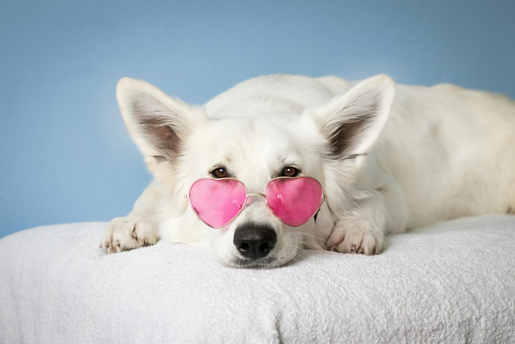 calm environment for pets