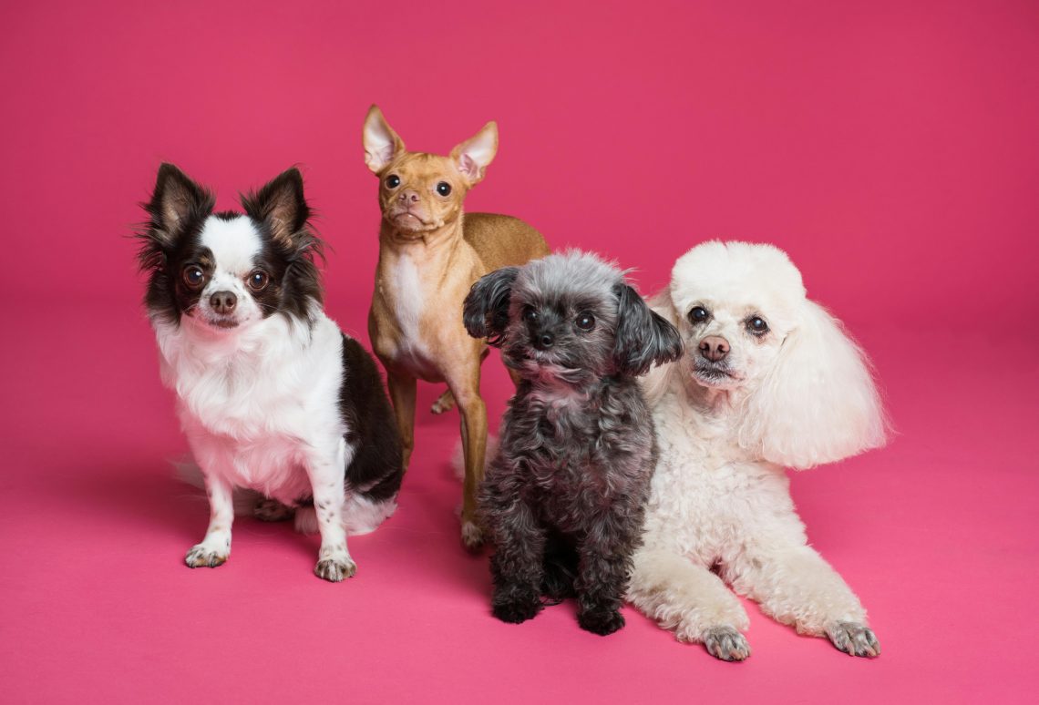 calm environment for pets