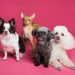 calm environment for pets