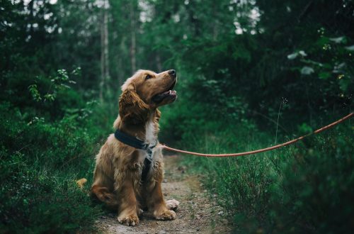 Dog Anxiety Symptoms