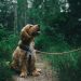 Dog Anxiety Symptoms