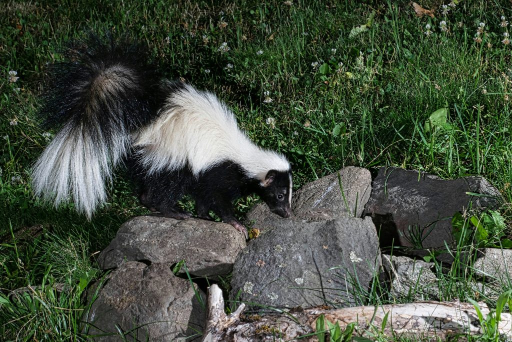 Pet Skunk - Skunk as Pet