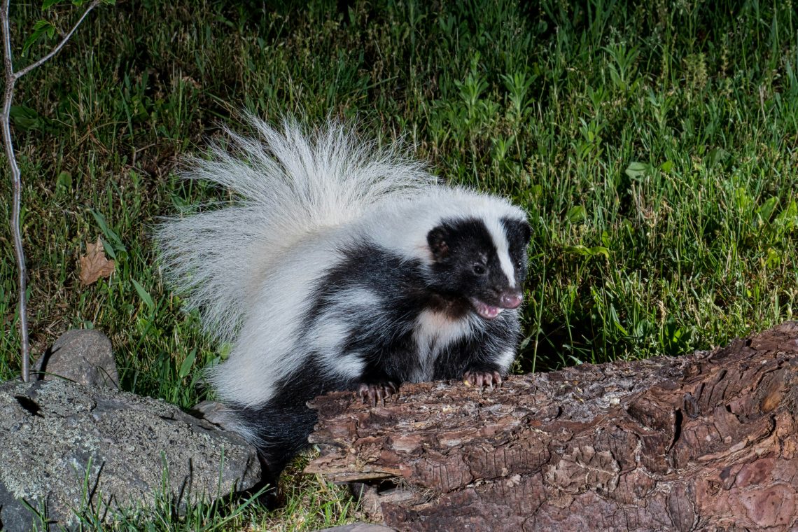 Pet Skunk - Skunk as Pet