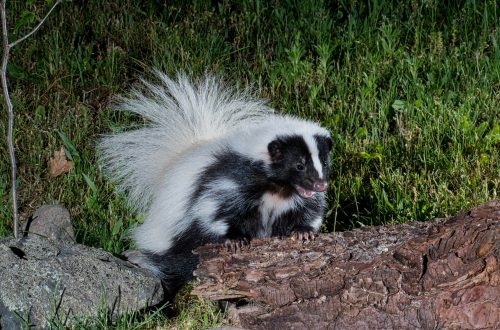 Pet Skunk - Skunk as Pet