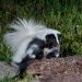 Pet Skunk - Skunk as Pet
