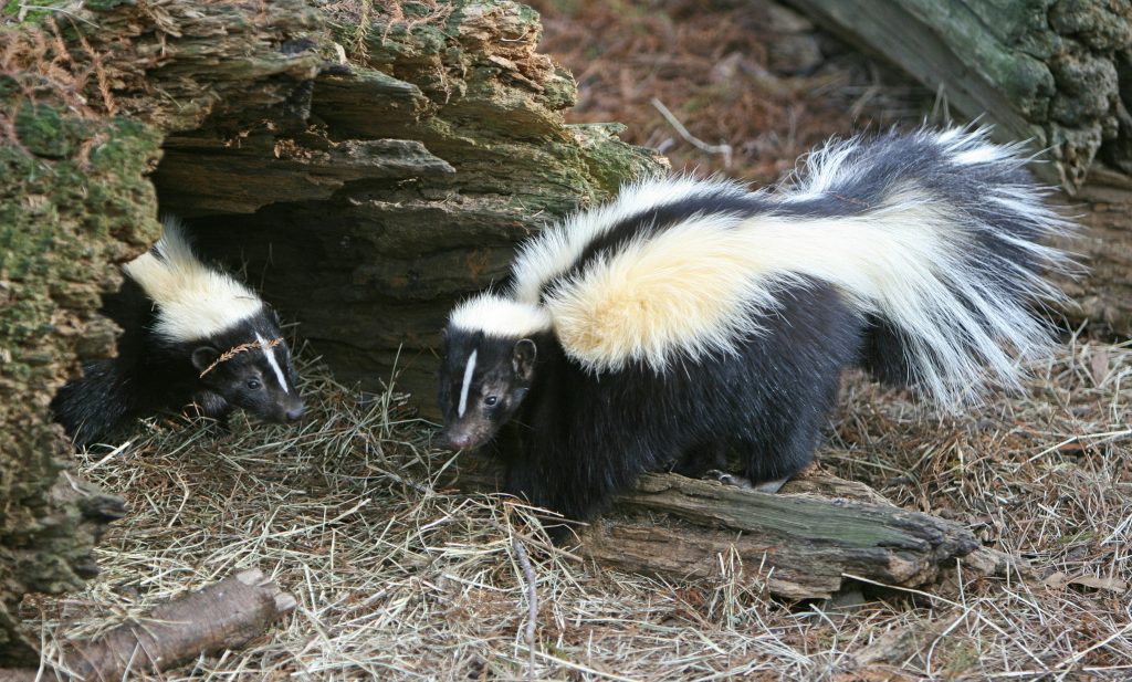 Pet skunk