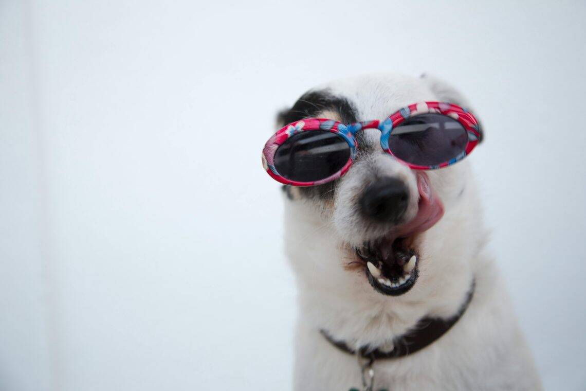 calming treats for dogs