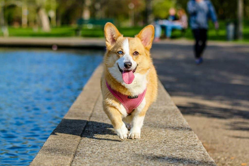 calming treats for dogs