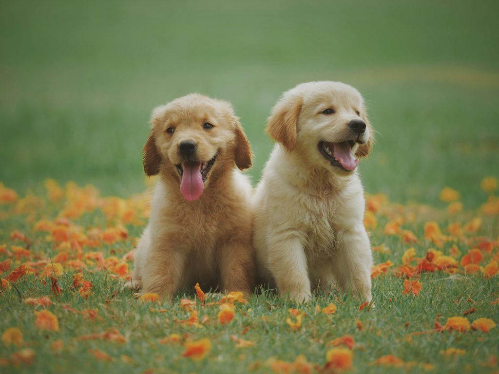 calming treats for dogs