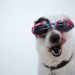 calming treats for dogs