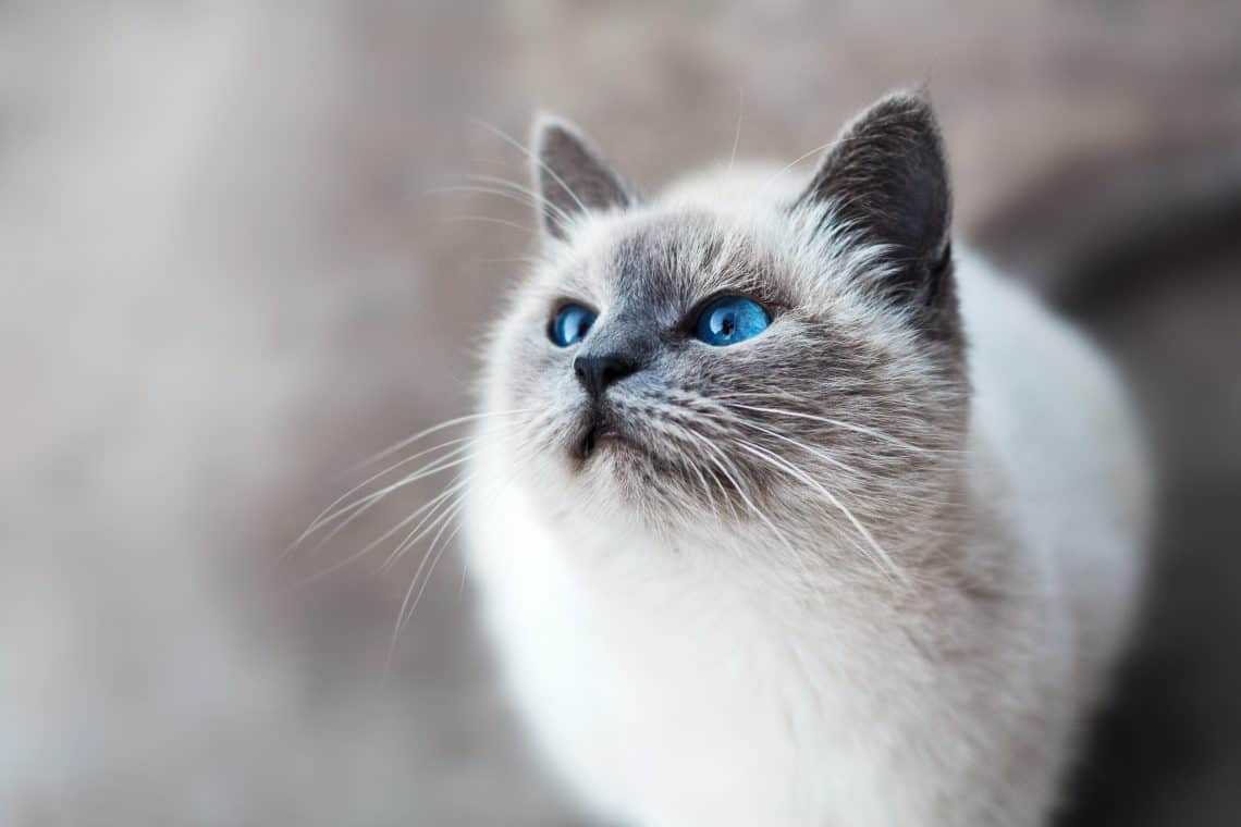 cat separation anxiety