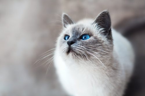 cat separation anxiety