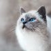 cat separation anxiety