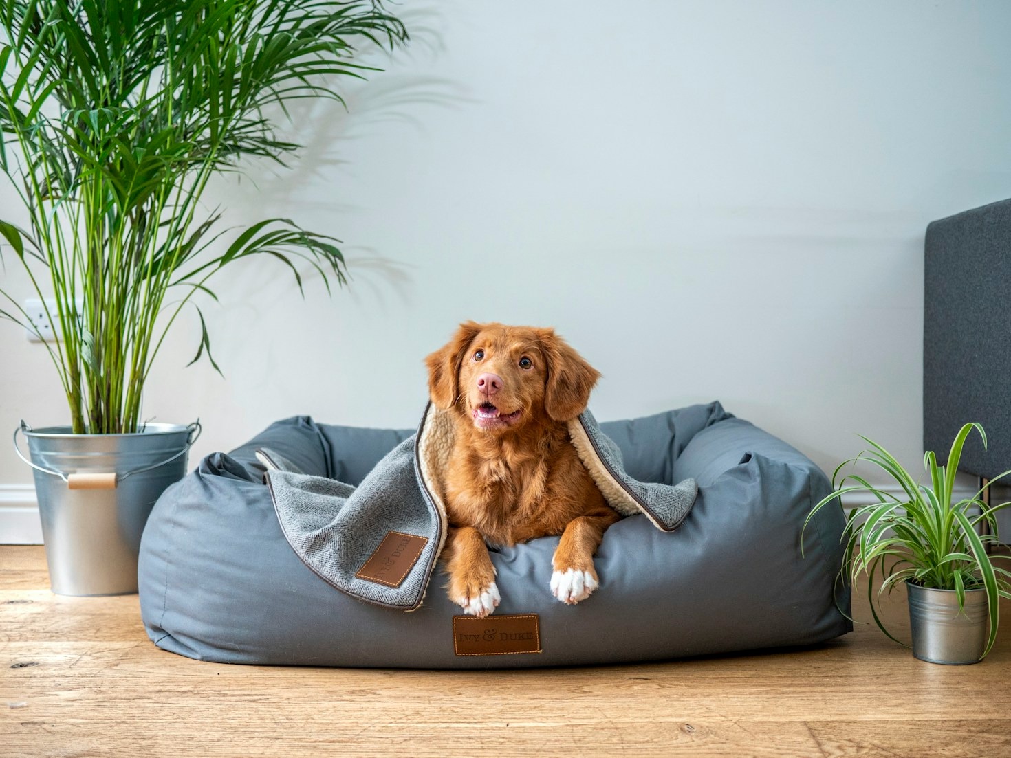 Natural remedies for dog anxiety