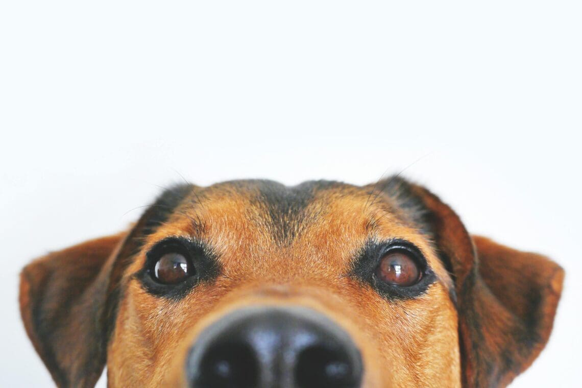 Dog Enrichment
