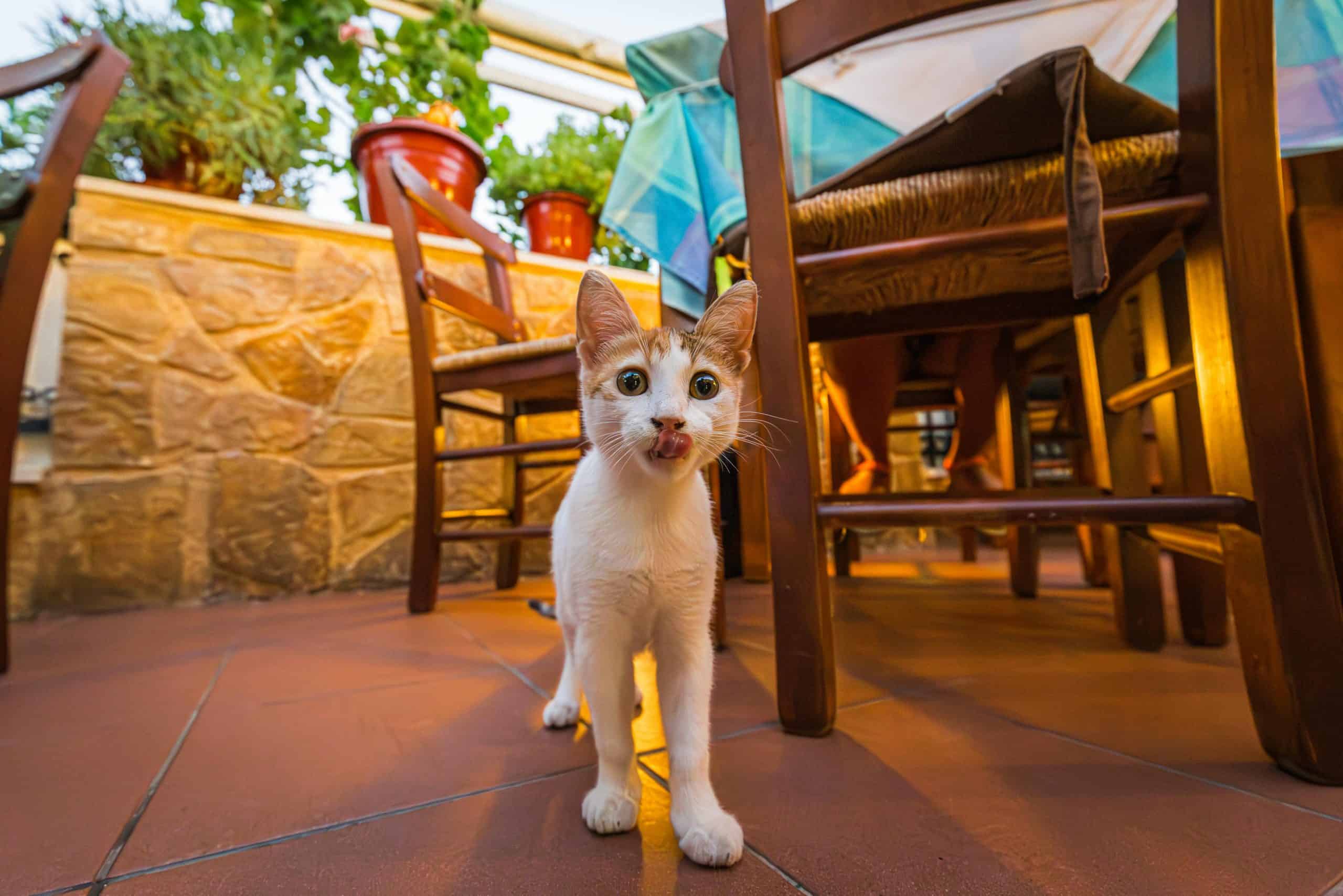 Cat Depression Symptoms: 7 Early Signs Your Cat Might Be Sad or Stressed!