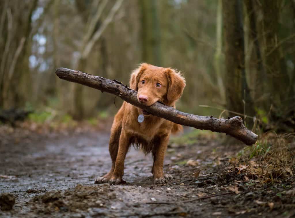 natural remedies for dog anxiety