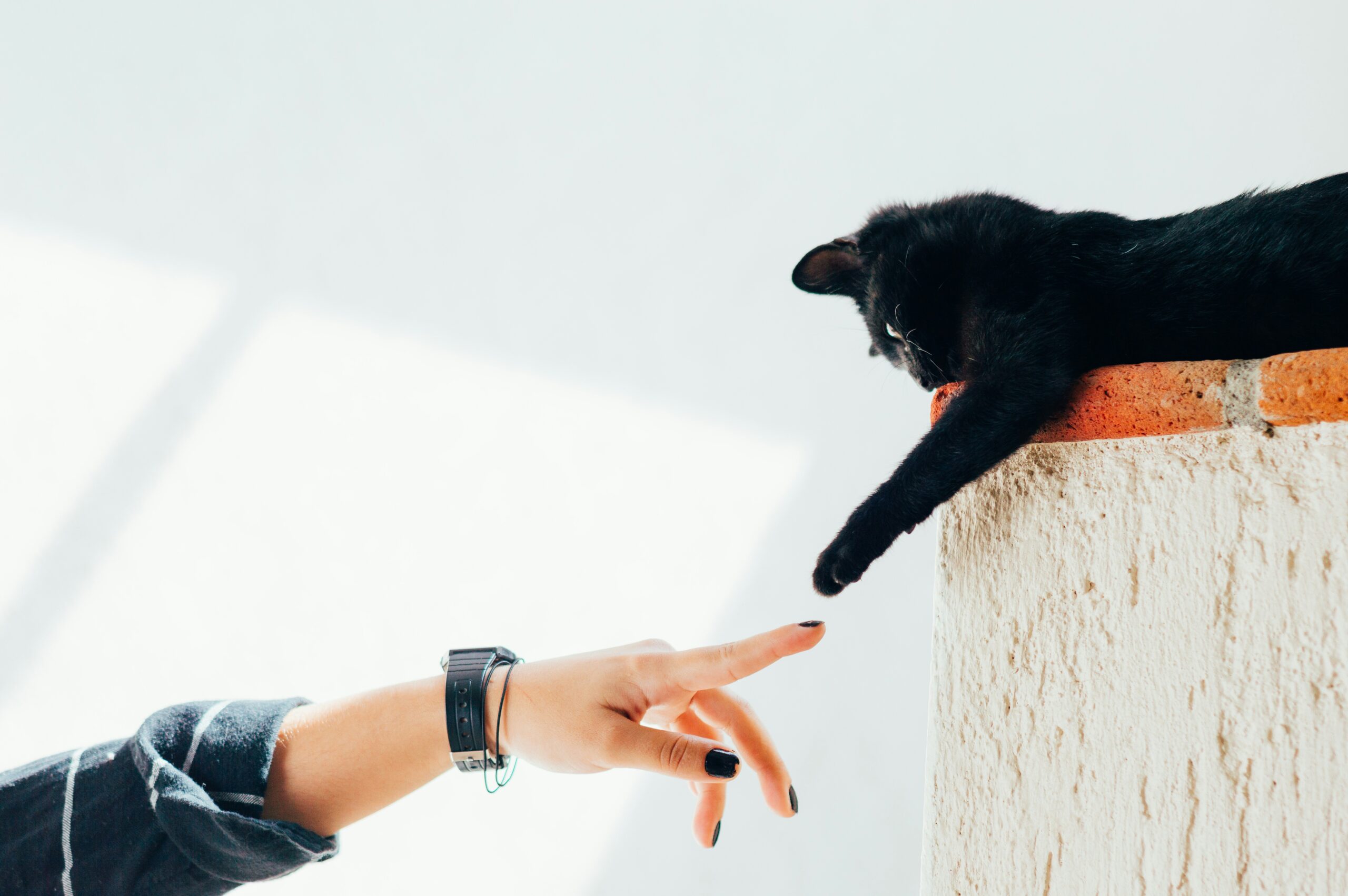 Vet Doctor Guide 2025: How to Choose the Right Veterinarian!